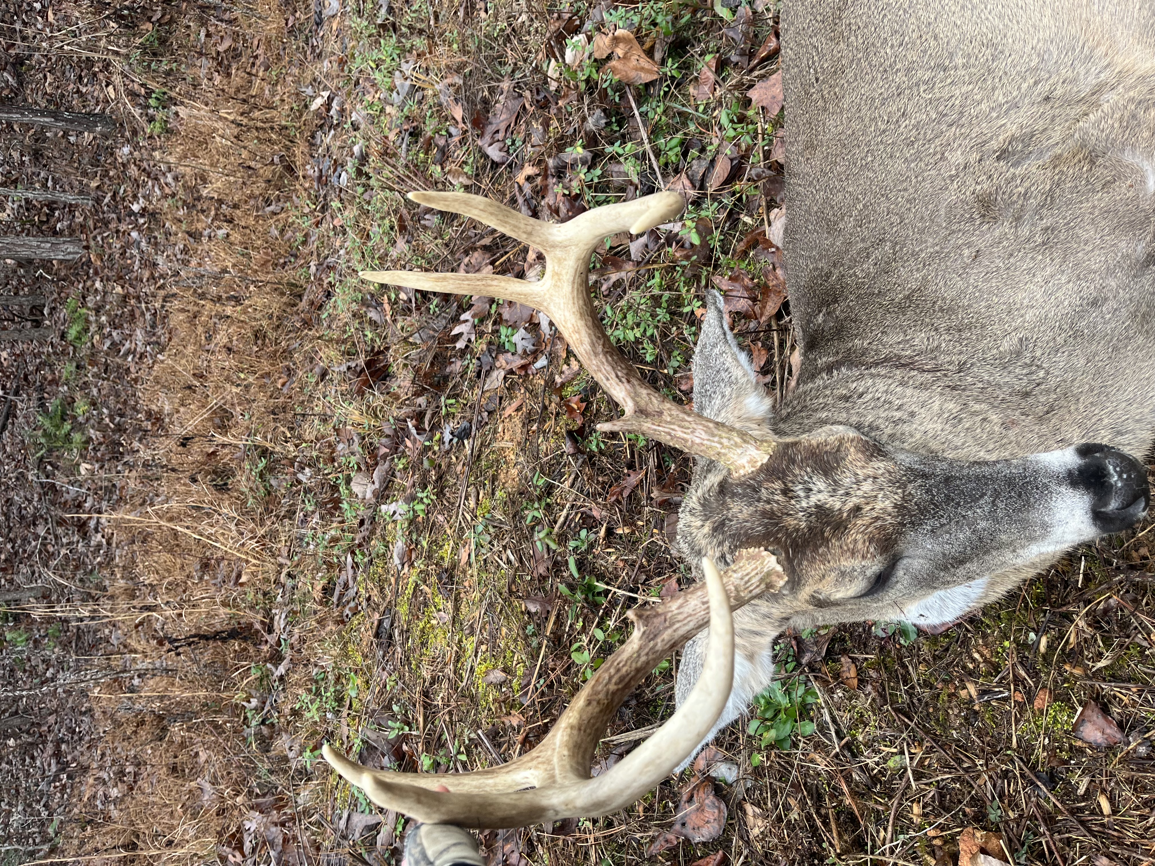 Daniel's Eight 1-3-26